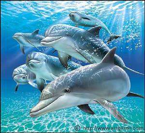 sunlit-dolphins1.jpg